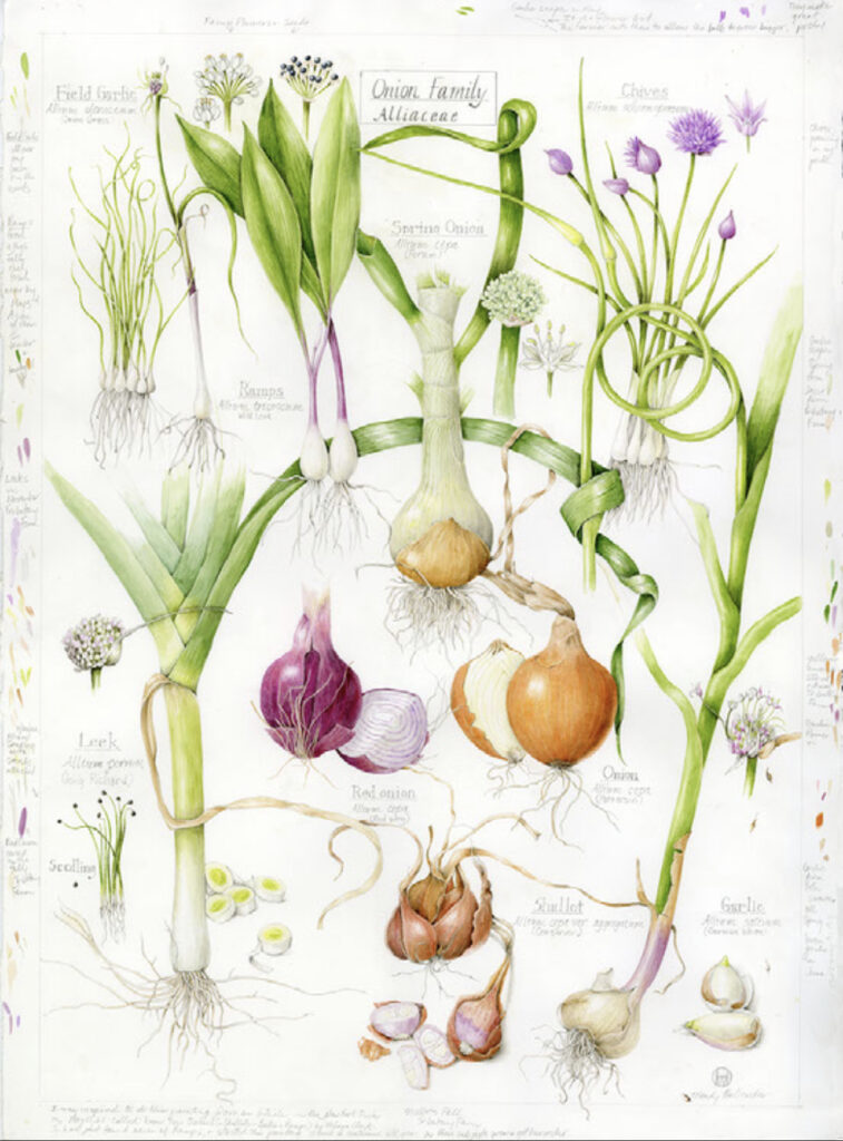 Onion Family by Wendy Hollender
