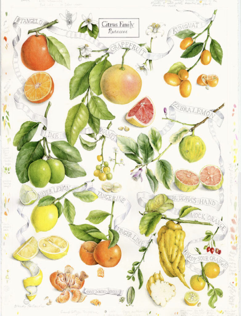 Citrus Family by Wendy Hollender